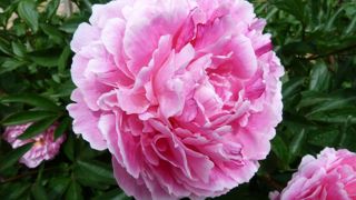 Paeonia ‘M. Jules Elie’- ©Mélissa Grillot.